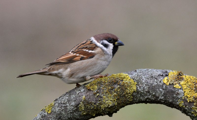 Passer suahelicus