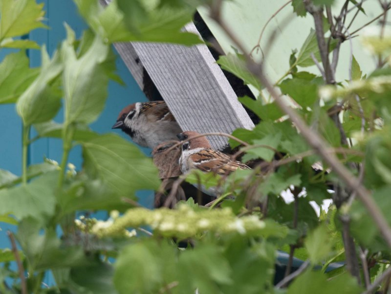 Фото passer montanus
