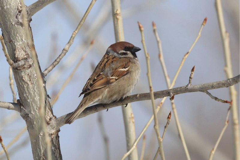 Полевой Воробей - passer montanus l.