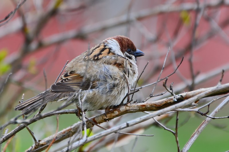 Полевой Воробей - passer montanus l.