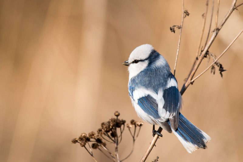 Chickadee Bird