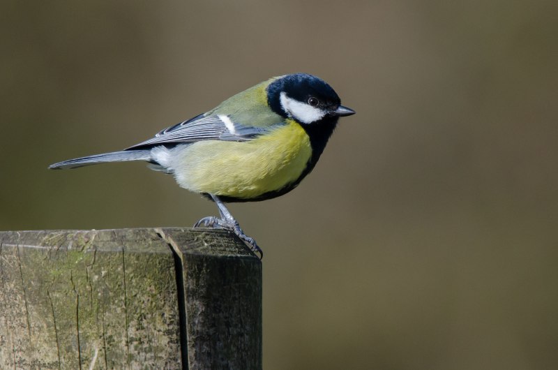 Синица серая (Parus cinereus)