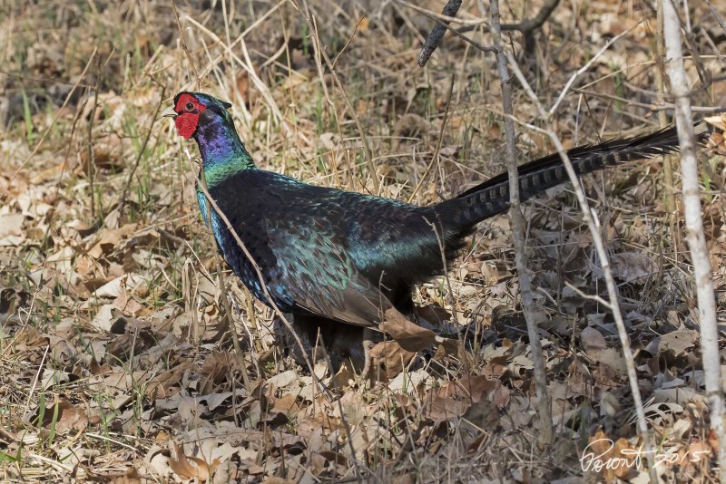 Охотничий фазан melanistic