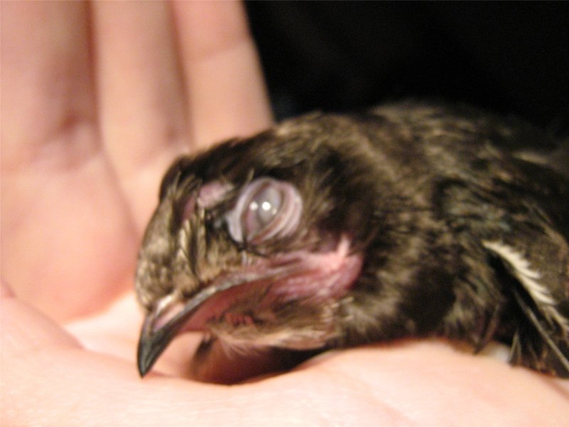 Корелла лысеет