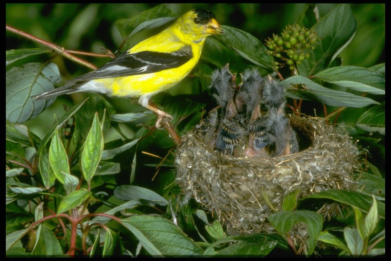 Goldfinch птенец