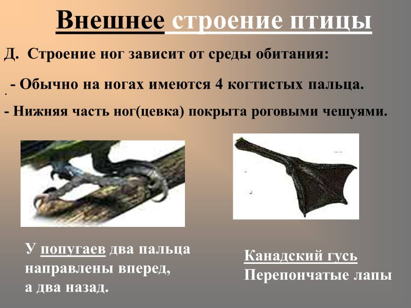 Как образовалась цевка у птиц