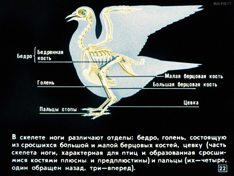 Ноздри птиц без трубочек