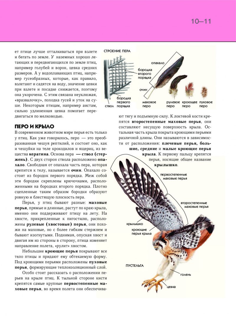 Полые кости