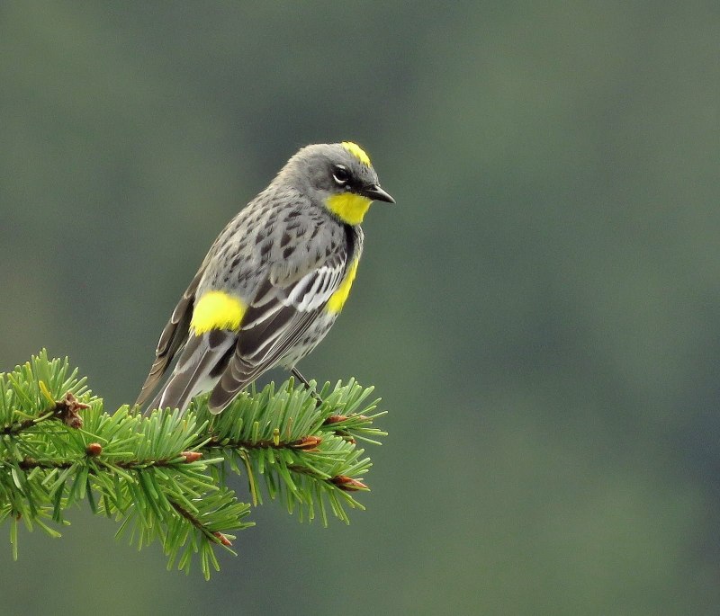 Птица Yellow Rumped Warbler