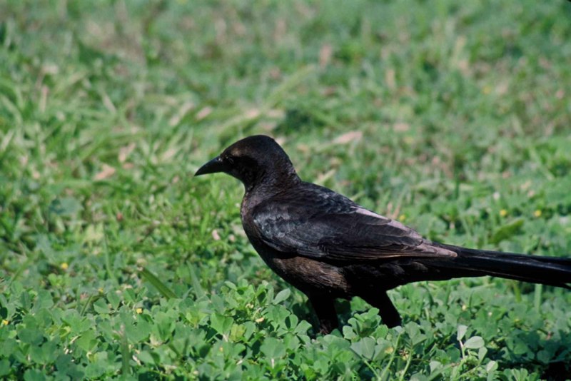 Черные птицы в Техасе Black Birds