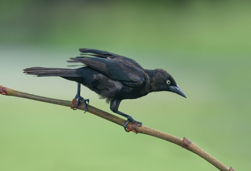 Common Grackle