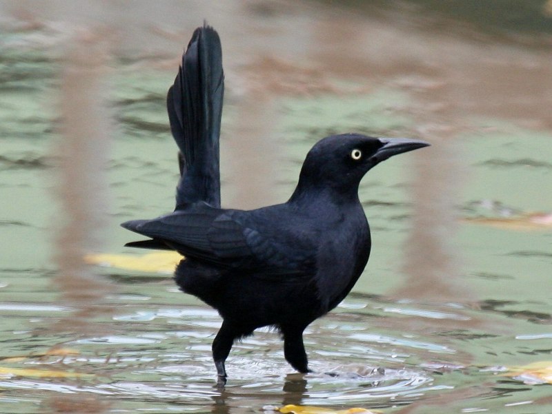 Grackle птица