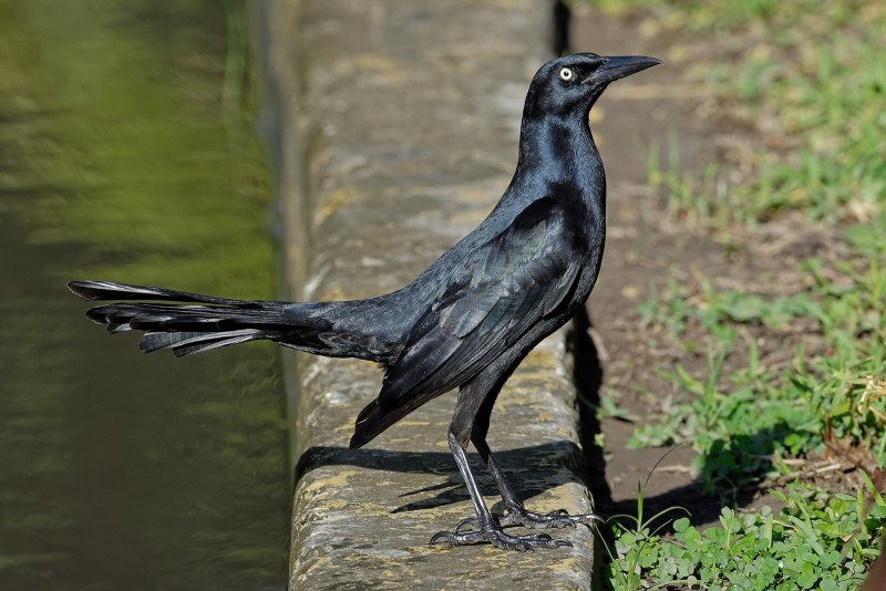 Carib Grackle