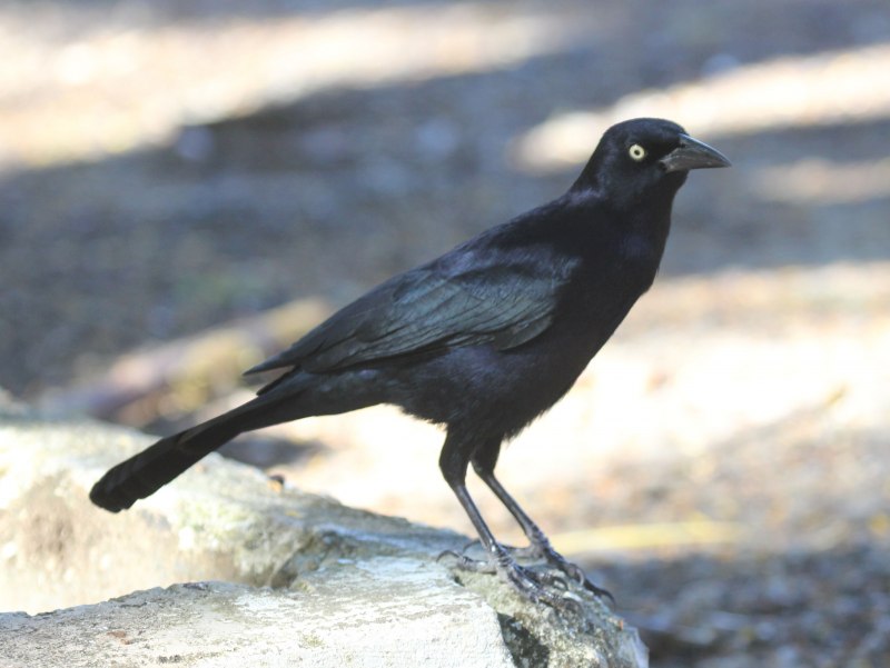 Common Grackle