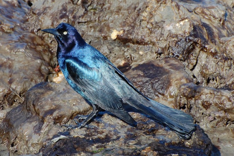 Quiscalus mexicanus
