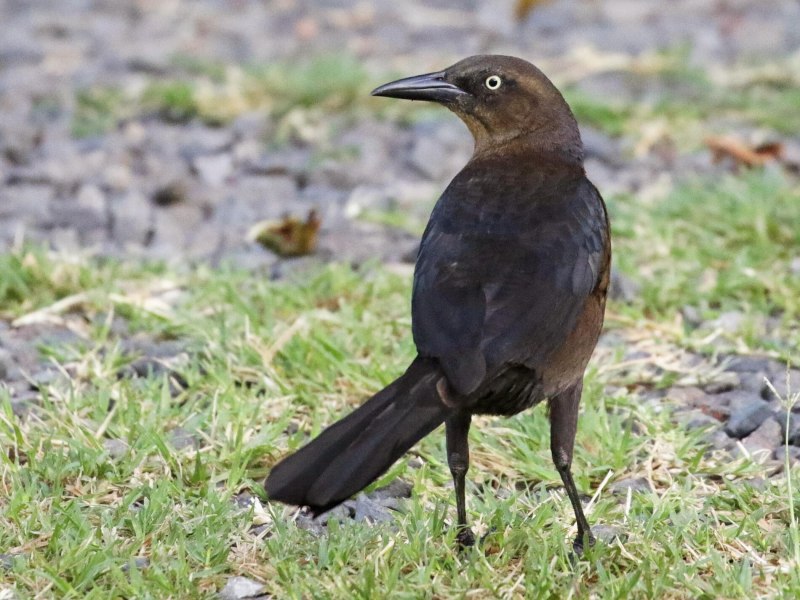 Quiscalus mexicanus