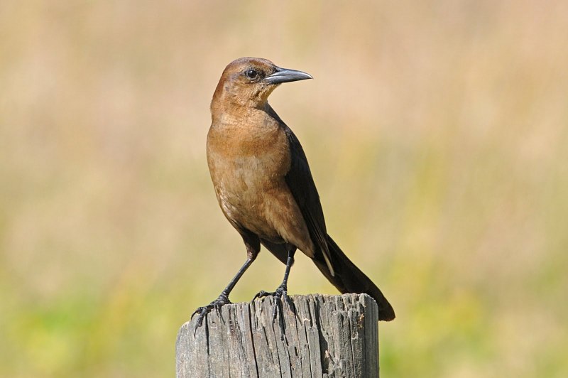 Quiscalus mexicanus