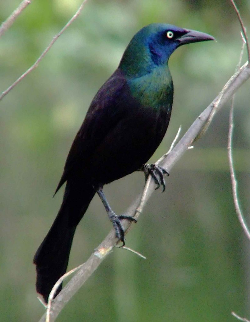 Quiscalus Major