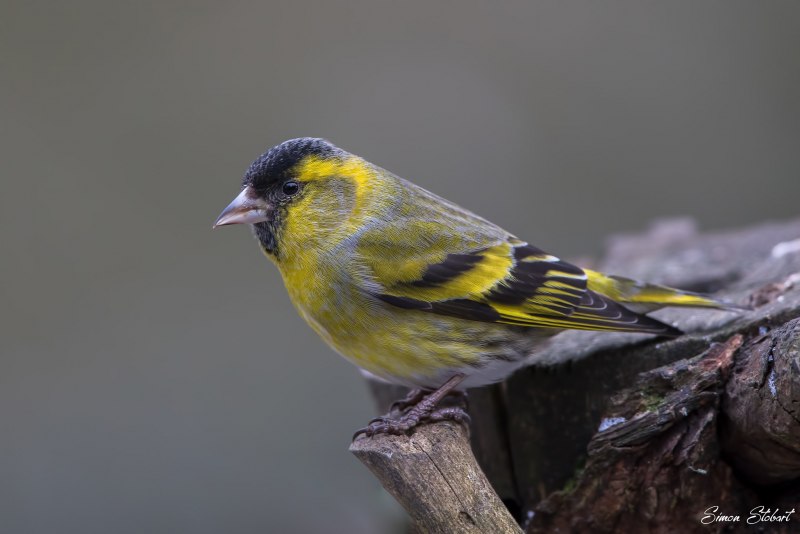 Чиж (Spinus Spinus l.)