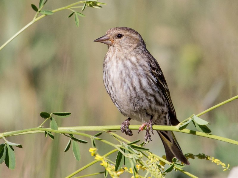 Чиж (лат. Carduelis Spinus