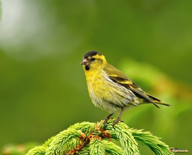 Siskin III