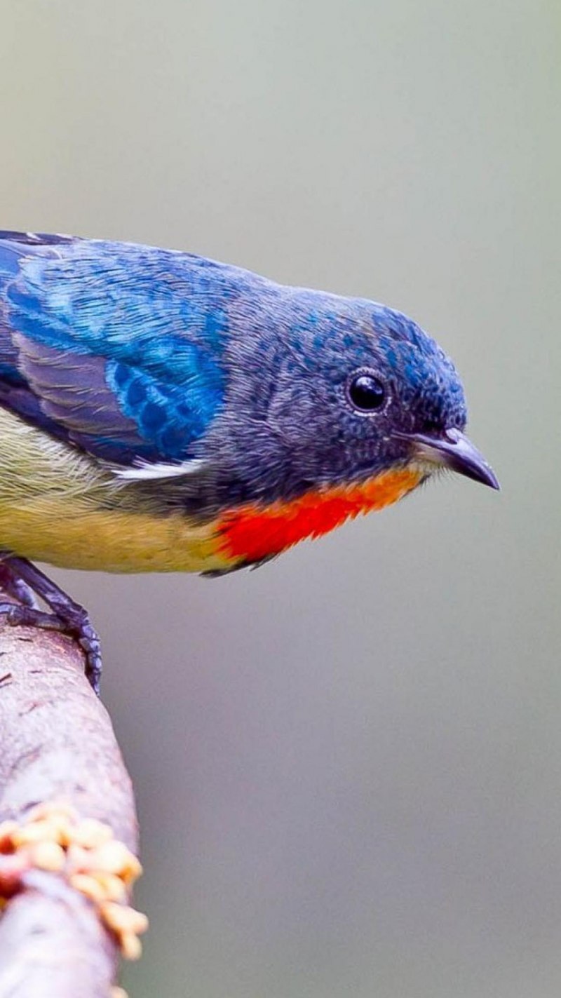 Обыкновенная сизоворонка Coracias garrulus