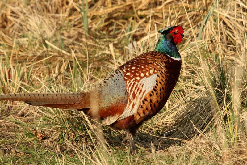Фазан обыкновенный Phasianus colchicus