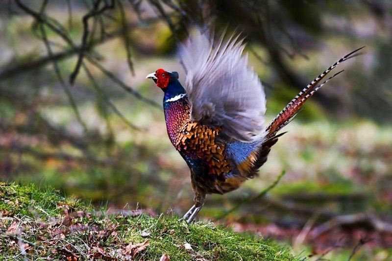 Gallus sonneratii