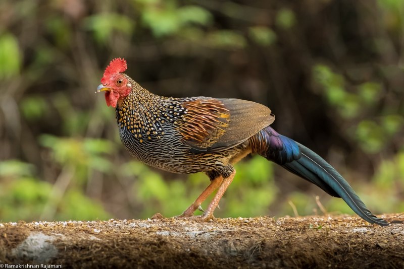 Фазан птица самка и самец