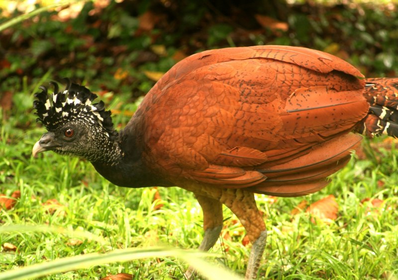 Chrysolophus pictus