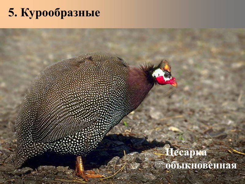 Банкивские джунглевые куры