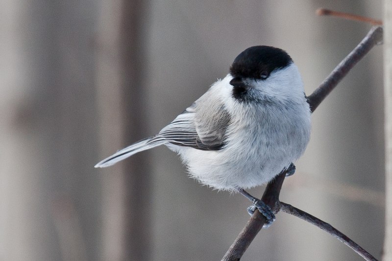 Parus Major синица большая самка
