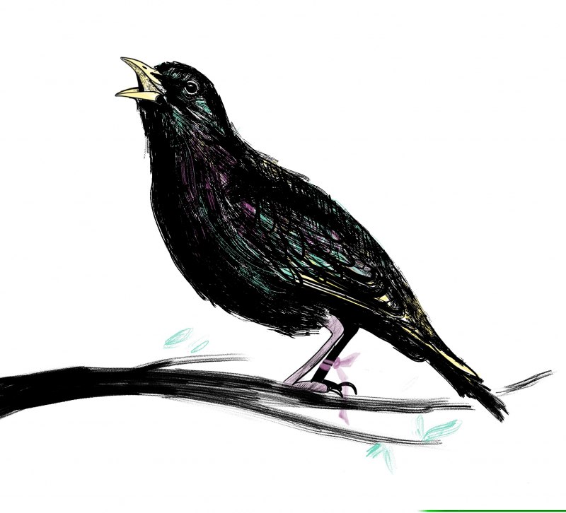 Starling 2 класс