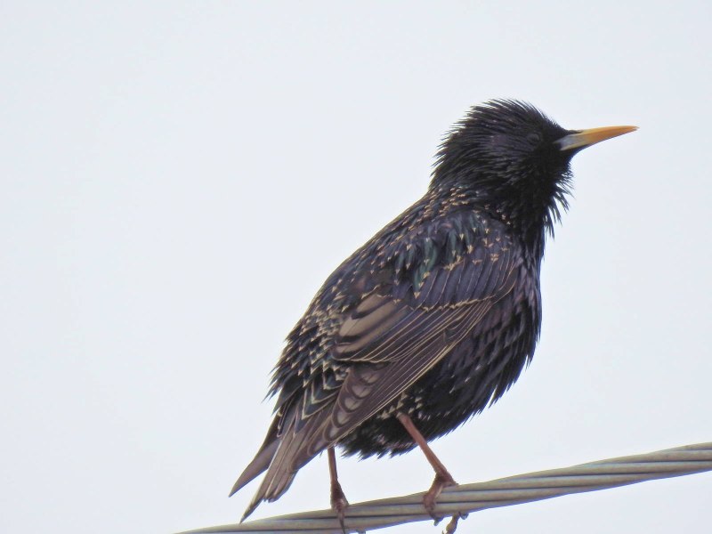 The Starling 2021 Netflix скворец