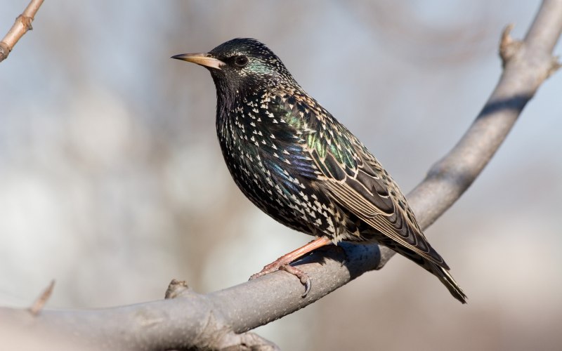 The Starling 2021 Netflix скворец
