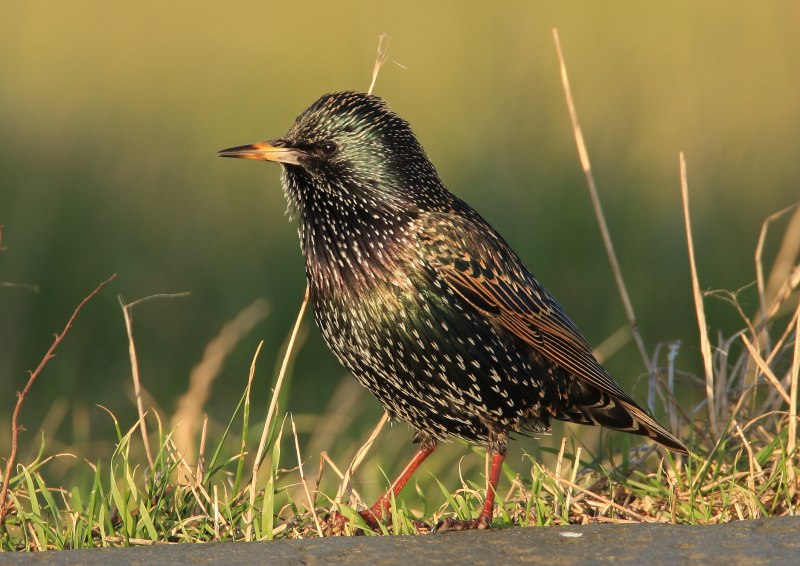 European Starling
