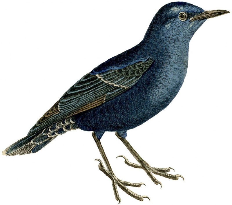 Камбоджийский скворец (Sturnus burmannicus)