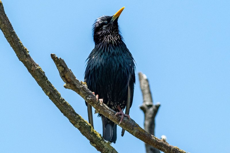 Graurul- (Sturnus vulgaris