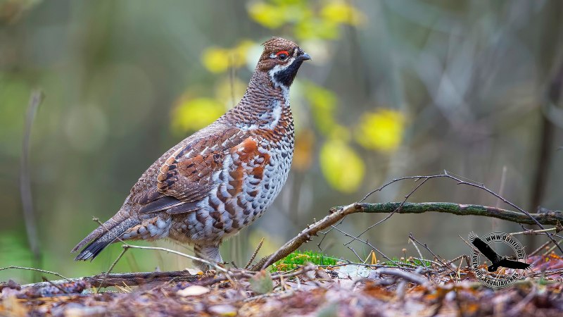 Hazel Grouse (Bonasa bonasia)