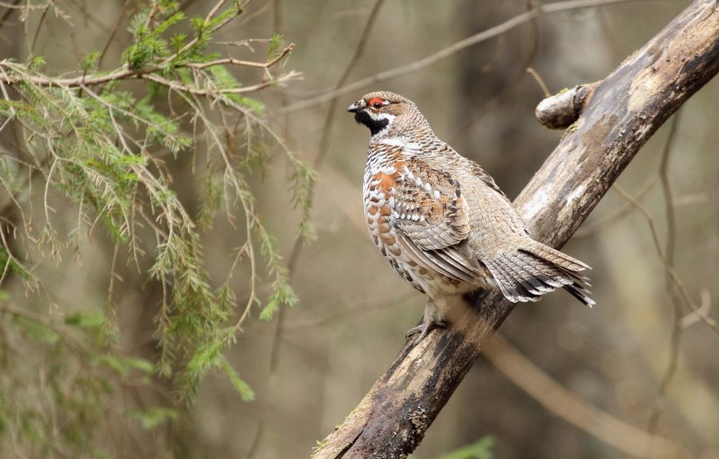 Bonasa umbellus