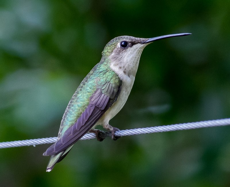 Колибри trochilidae