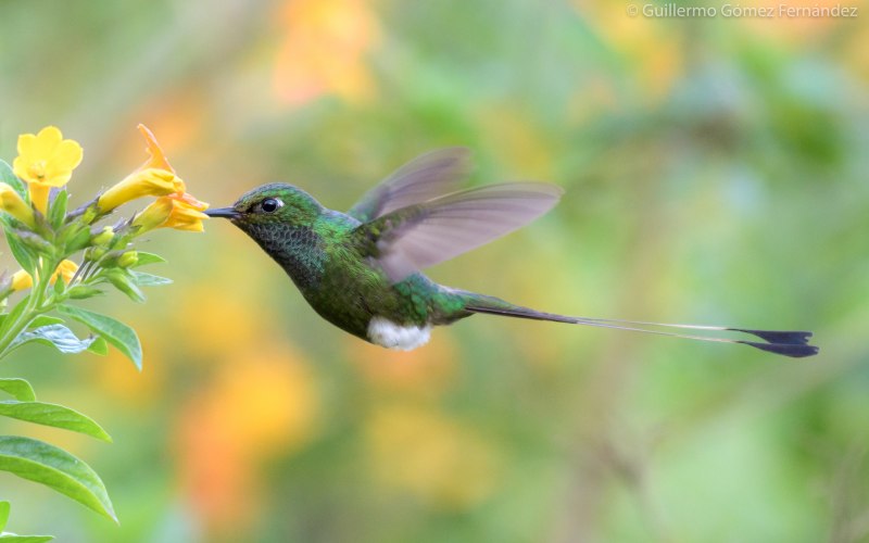 Hummingbird Lavender