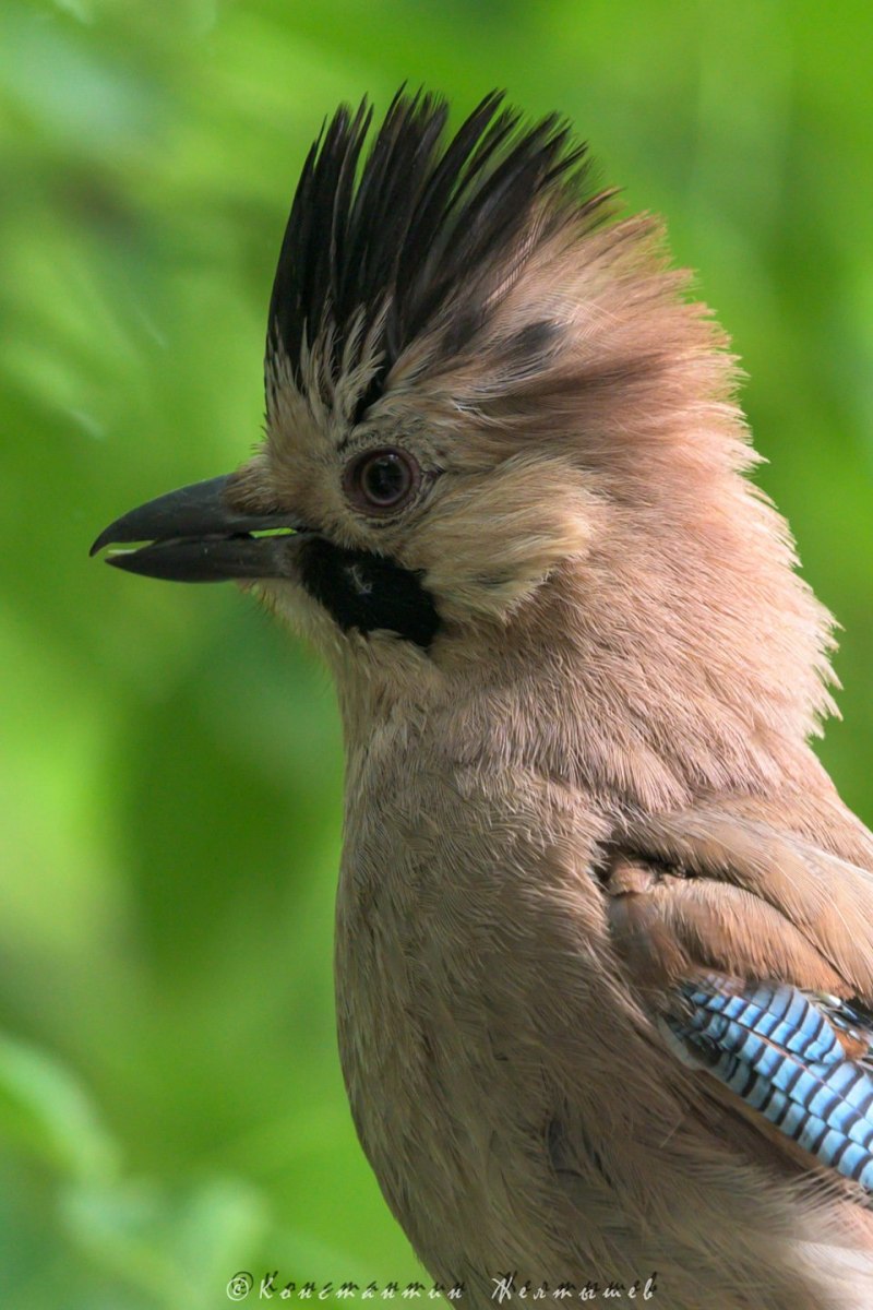 Браминский скворец (Sturnus pagodarum)