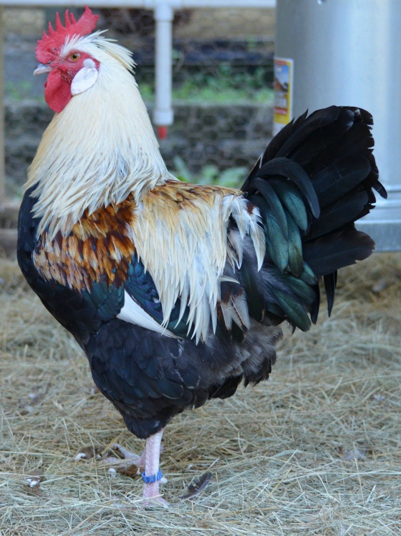 Rooster Coop