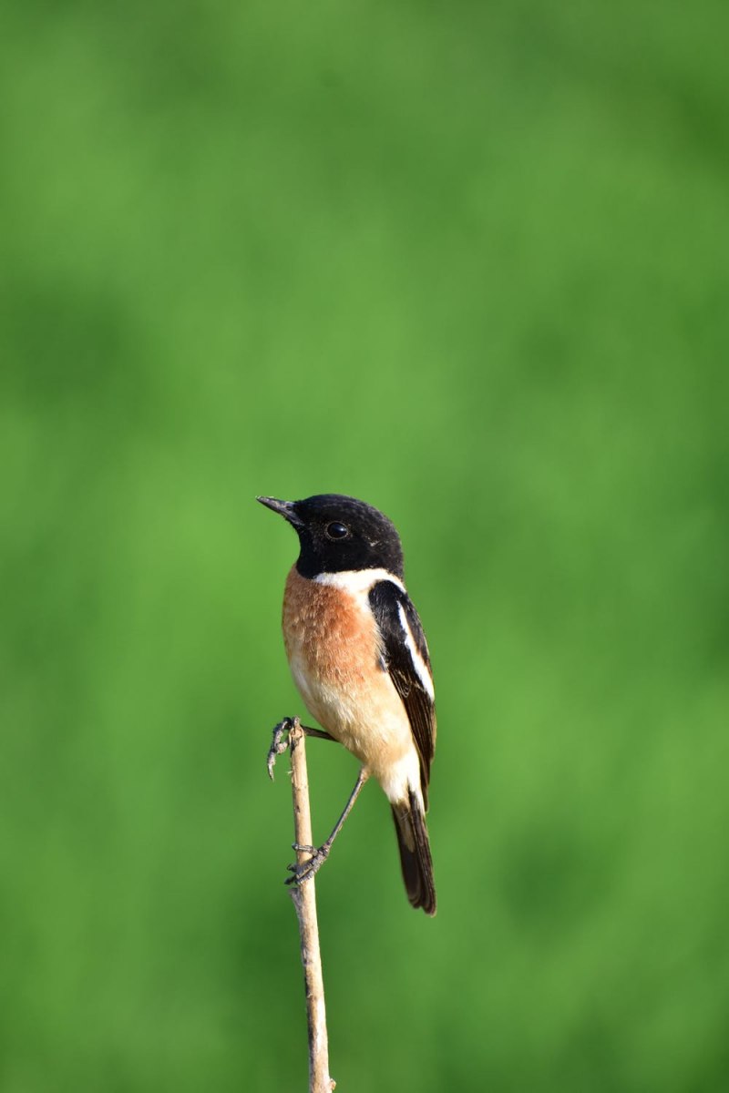 Tetrao urogallus