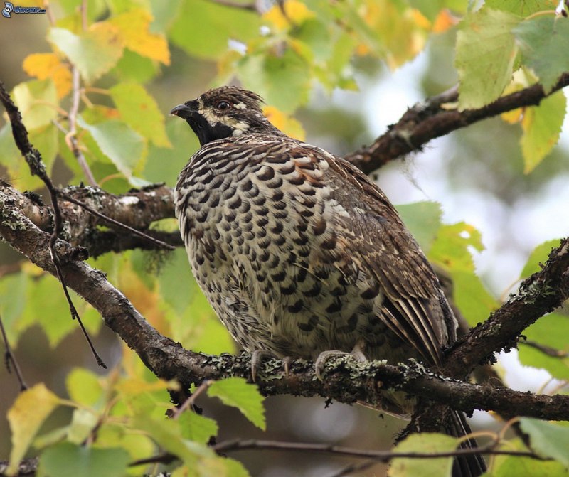 Горлица большая (Streptopelia orientalis)