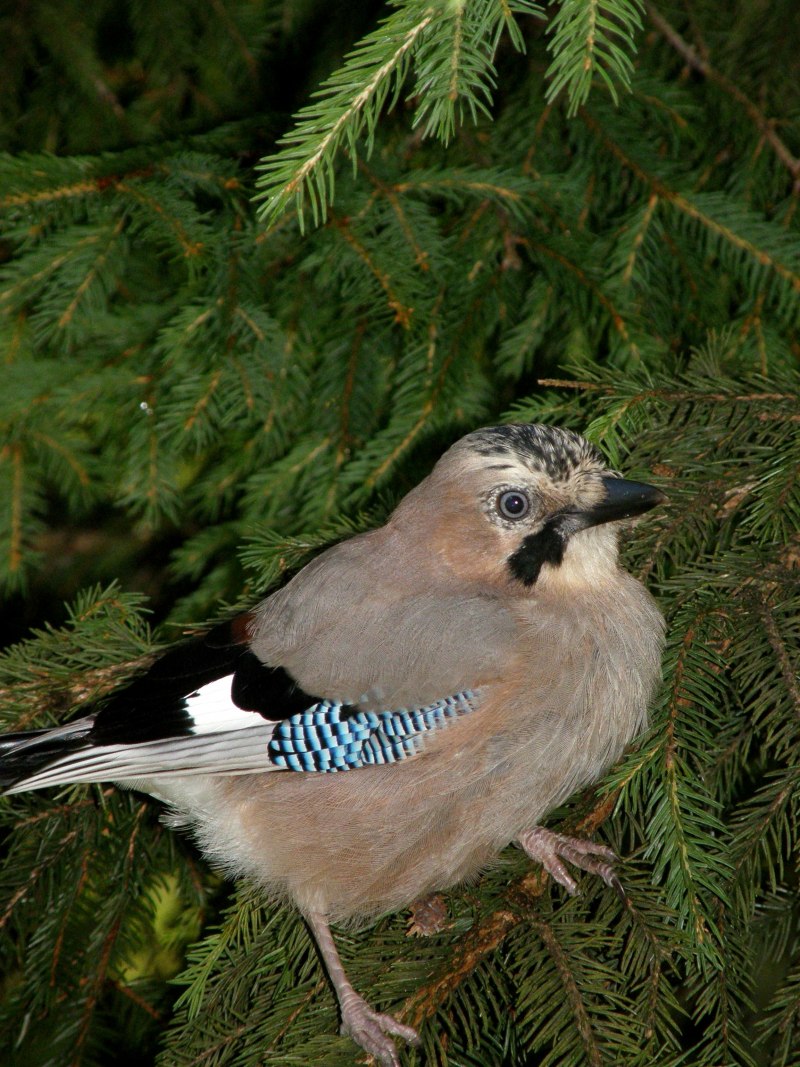 Рябчик Tetrastes bonasia