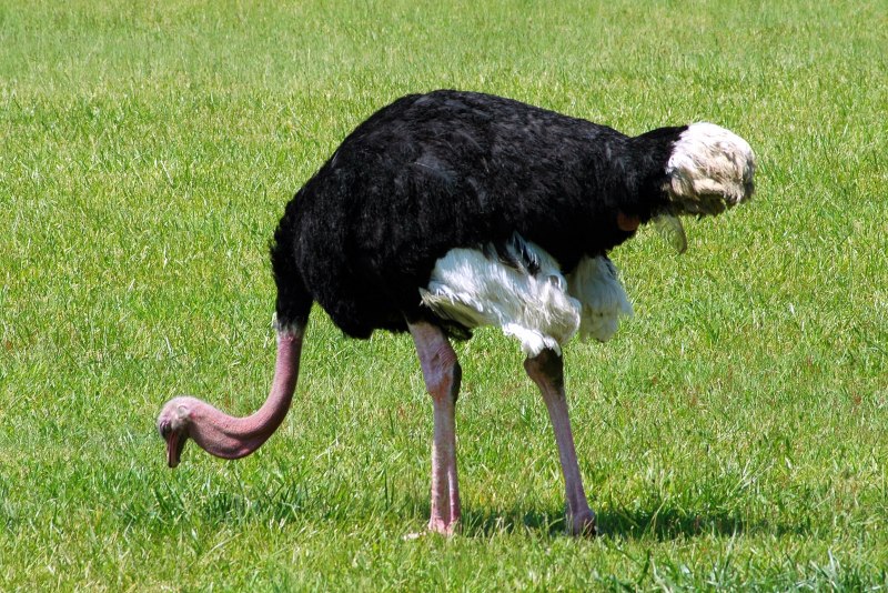 Struthio Camelus самец