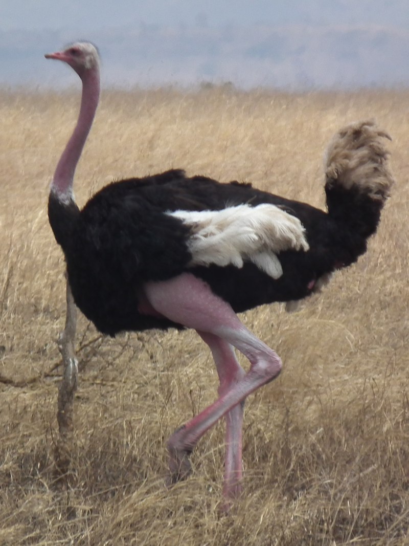 Struthio Camelus Camelus