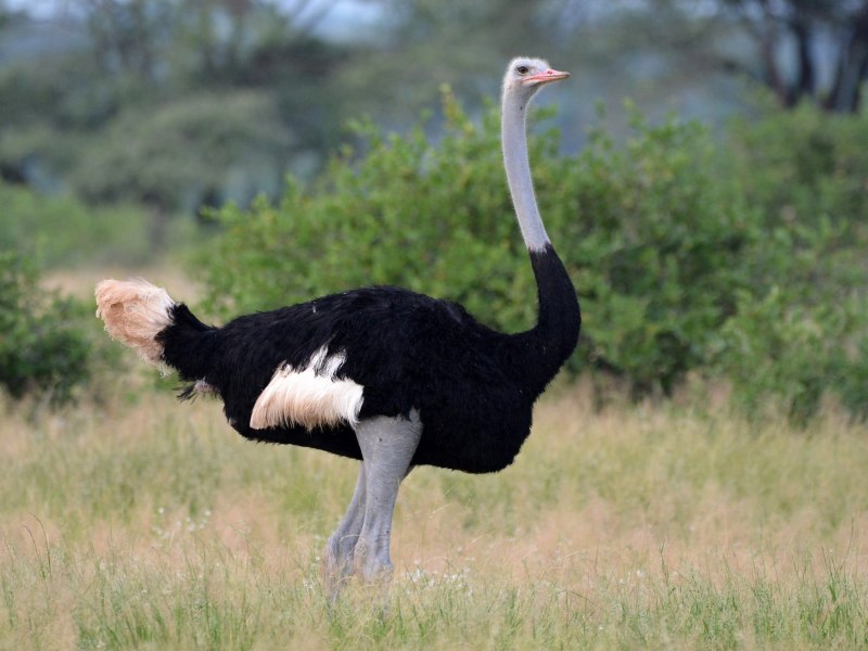 Struthio molybdophanes